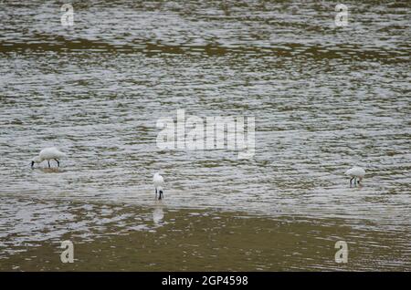 Royal Löffler Platalea regia auf der Suche nach Lebensmitteln. Taieri River. Naturschutzgebiet Am Fluss Taieri. Otago. Südinsel. Neuseeland. Stockfoto