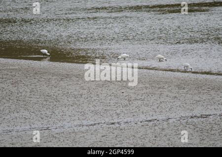 Royal Löffler Platalea regia auf der Suche nach Lebensmitteln. Taieri River. Naturschutzgebiet Am Fluss Taieri. Otago. Südinsel. Neuseeland. Stockfoto