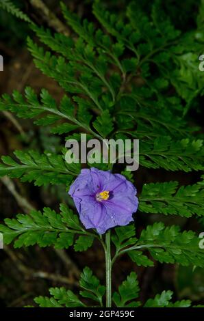 Blume des Kängurupfels Solanum laciniatum auf einem Farn gefallen. Naturschutzgebiet Am Fluss Taieri. Otago. Südinsel. Neuseeland. Stockfoto