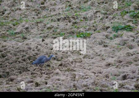 Weißgesichtige Reiher Egretta novaehollandiae auf der Suche nach Nahrung. Die Catlins. Otago. Südinsel. Neuseeland. Stockfoto