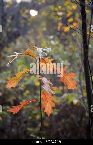 Novembermorgen im Wald fällt eine junge rote Eiche in Herbstfarben auf rote Blätter Stockfoto