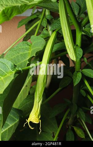 Datura metel (Engelstrompete) Stockfoto