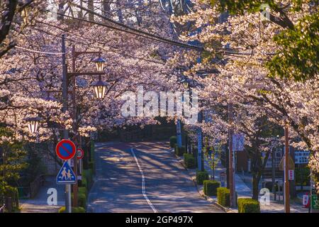 Chofu Jindaiji von Sakura und Stadt. Drehort: Chofu, Tokio Stockfoto
