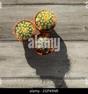 Tabelle der Ansicht von oben auf die drei kleinen Kaktus im Topf, auf grau Holz Tisch, die merkwürdigen Schatten in der Morgensonne Licht. Stockfoto