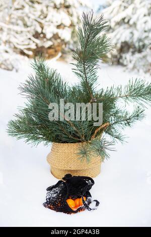 Orangefarbene Mandarinen, die in einem Saitenbeutel im liegen Schnee im Wald zusammen mit einem Korb, in dem Kiefernzweige Stockfoto