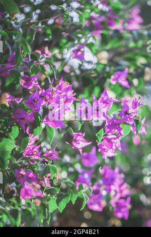 Lila blühenden Bougainvillea, grüne Blätter, Bäume im Hintergrund, Bougainvillea californica wächst als Woody Weinstock. Stockfoto