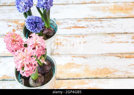 Blühende blaue und rosa Hyazinthen in einem hübschen Metalltopf. Stockfoto