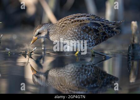 Fleckenkerze Porzana porzana Fütterung in Feuchtgebiet Sumpfvögel Reflexion im Wasser Stockfoto