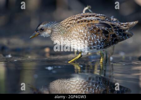 Fleckenkerze Porzana porzana Fütterung in Feuchtgebiet Sumpfvögel Reflexion im Wasser Stockfoto