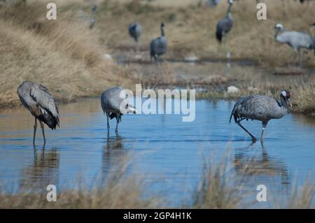 Gewöhnliche Kraniche Grus grus in einer Lagune. Gallocanta Lagoon Natural Reserve. Aragon. Spanien. Stockfoto