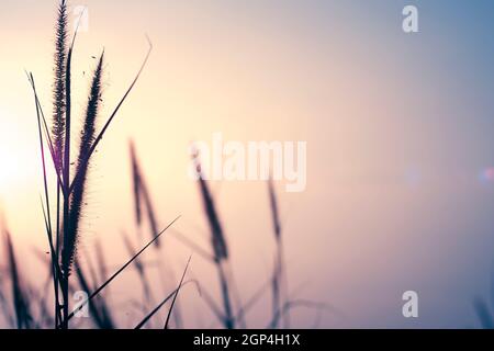 Wiese Blumen im Frühjahr sonnig frischen Morgen. Jahrgang Herbst Landschaft. Vintage Foto und Abstrakte verschwommenen Hintergrund. Wiese im Sonnenuntergang warmes Licht. Stockfoto