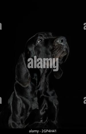 Great dane Welpen Hund Nahaufnahme Porträt auf schwarzem Hintergrund im Studio Stockfoto