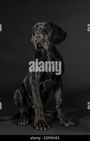 Schwarze große däne Hund Porträt sitzt im Studio auf schwarzem Hintergrund Stockfoto