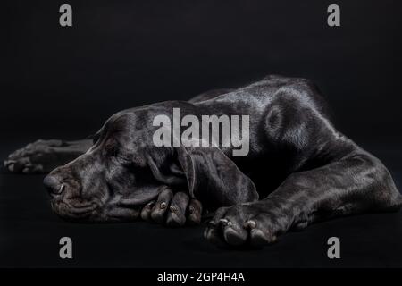 Great dane Welpe Hund Porträt liegend schlafen auf schwarzem Hintergrund ruhen schießen im Studio Stockfoto