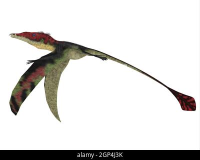 Die fleischfressenden Eudimorphodon war ein Pterosaur fliegende Reptilien, die in Italien in der Trias lebte. Stockfoto