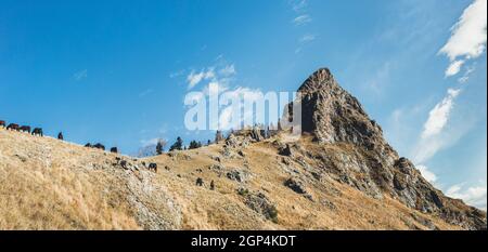 Pferdeschutzgebiet in den Bergen des westlichen Kaukasus. Pferde und Fohlen grasen auf einem sonnenbeschienenen Berg. Herbstweide von Pferden in den Bergen. Stockfoto