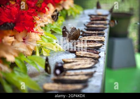 Schöne Schwalbenschwanzschmetterlinge fliegen und ernähren sich in einem botanischen Garten in Phuket, Thailand. Schöner Schmetterling, ein Insekt ernährt sich von Nektar in einer botanica Stockfoto