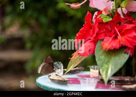 Schöne Schwalbenschwanzschmetterlinge fliegen und ernähren sich in einem botanischen Garten in Phuket, Thailand. Schöner Schmetterling, ein Insekt ernährt sich von Nektar in einer botanica Stockfoto