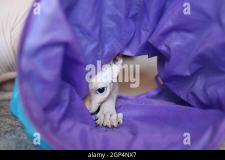 binx, der Sphinx, hat etwas in seinen Augen Stockfoto