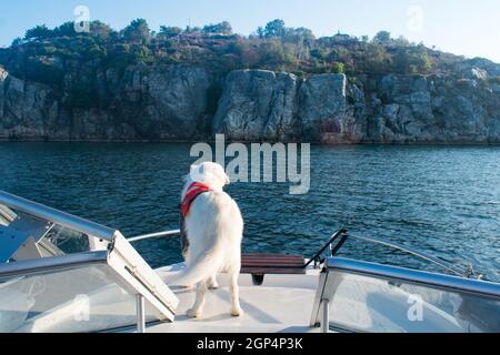 Weißer Husky-Hund auf dem Motorboot mit orangefarbener Rettungsweste und Wasser im Hintergrund Stockfoto