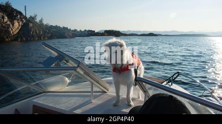 Weißer Husky-Hund auf dem Motorboot mit orangefarbener Rettungsweste und Wasser im Hintergrund Stockfoto