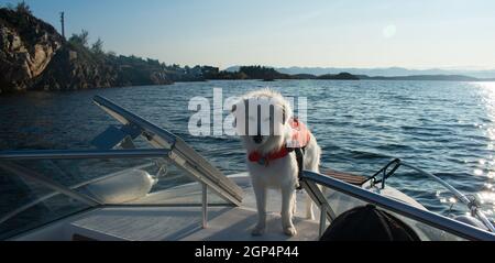 Weißer Husky-Hund auf dem Motorboot mit orangefarbener Rettungsweste und Wasser im Hintergrund Stockfoto