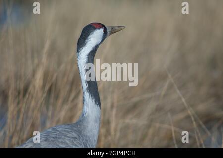 Gemeiner Kran Grus grus. Gallocanta Lagoon Natural Reserve. Aragon. Spanien. Stockfoto