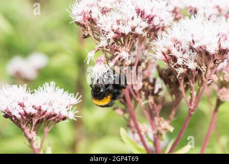 Bumble Bee (Bombus sp.) füttert Hanf-Agrimony Stockfoto