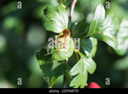 Weißdorn Shield Bug (Acanthosoma Haemorrhoidale) Stockfoto