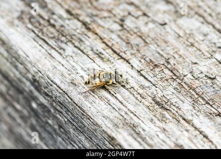 Batman Hoverfly (Myathropa florea) Stockfoto