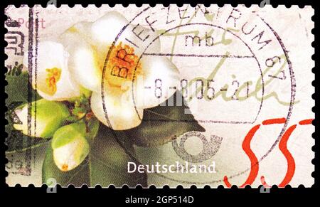 MOSKAU, RUSSLAND - 4. AUGUST 2021: Die in Deutschland gedruckte Briefmarke zeigt Camellia yunnanensis, Serie, um 2004 Stockfoto