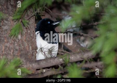 Eurasische Elster Pica pica auf dem Europaplatz. Huesca. Aragon. Spanien. Stockfoto