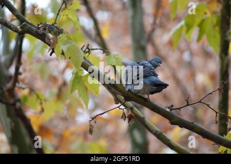 Gewöhnliche Taube Columba palumbus preening. Europa-Platz. Huesca. Aragon. Spanien. Stockfoto