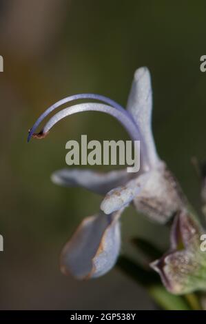 Staubgefäße einer Blume des Rosmarins Rosmarinus officinalis. Pyrenäen. Huesca. Aragon. Spanien. Stockfoto