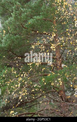 Pinie Pinus sp und Pappel Populus nigra. Ordesa und Monte Perdido Nationalpark. Pyrenäen. Huesca. Aragon. Spanien. Stockfoto