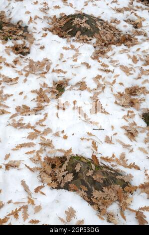 Gefallene Blätter der Eiche Quercus robur auf dem Schnee. Ordesa und Monte Perdido Nationalpark. Pyrenäen. Huesca. Aragon. Spanien. Stockfoto