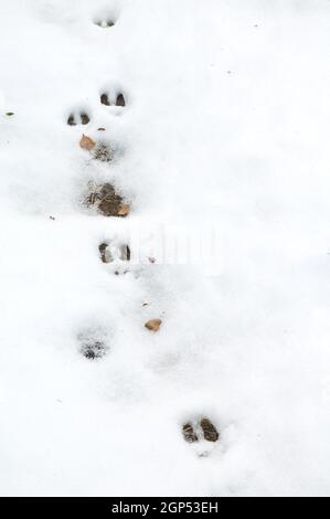Fußabdrücke von Pyrenäen-Gämsen Rupicapra pyrenaica auf dem Schnee. Ordesa und Monte Perdido Nationalpark. Pyrenäen. Huesca. Aragon. Spanien. Stockfoto