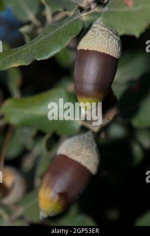 Eicheln auf einer immergrünen Eiche Quercus ilex. Pyrenäen. Huesca. Aragon. Spanien. Stockfoto