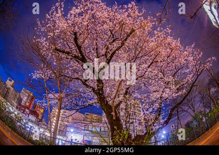 Kirschblüten im Inokashira Park. Drehort: Mitaka City, Tokio Stockfoto