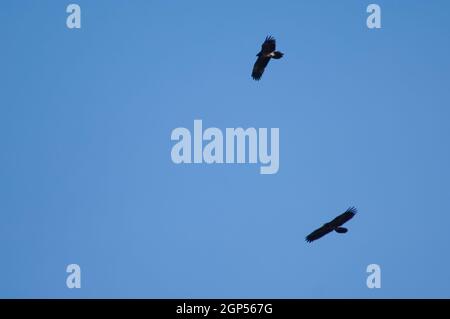 Jungbärtige Geier im Flug. Escuain Valley. Ordesa und Monte Perdido Nationalpark. Pyrenäen. Huesca. Aragon. Spanien. Stockfoto