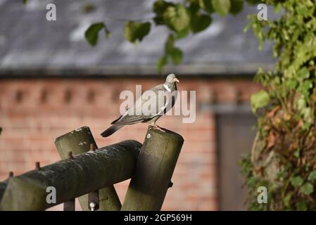 Am späten Nachmittag, Herbstsonne in Mid-Wales, Großbritannien, thront die gewöhnliche Waldtaube (Columba palumbus) auf einem vertikalen Holzbalken Stockfoto