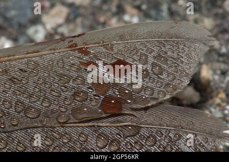 Detail einer Liederdrossel Turdus philomelos Federn bedeckt von Tau Tropfen und Blut. Tote Probe, überlaufen. Guara Mountains. Huesca. Aragon. Spanien. Stockfoto