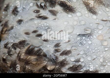 Detail einer Liederdrossel Turdus philomelos Gefieder bedeckt von Tautropfen. Tote Probe, überlaufen. Guara Mountains. Huesca. Aragon. Spanien. Stockfoto