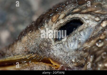 Detail einer Liederdrossel Turdus philomelos Auge bedeckt von Tautropfen. Tote Probe, überlaufen. Guara Mountains. Huesca. Aragon. Spanien. Stockfoto
