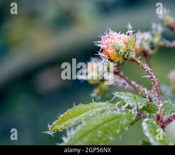 Makro einer mattierten Rosenblüte mit Eiskristallen Stockfoto