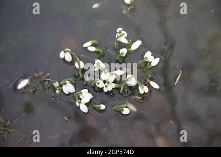 Schneeglöckchen Frühlingsblumen in schlammigen Flutgewässern, UK England, Suffolk 2021. Klimawandel, extremes Wetter, globale Erwärmung. Globale Hochwassergefahr unter cl Stockfoto