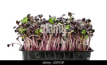 Nahaufnahme frisch lila Rettich mikrogrünen Sprossen in schwarzem Kunststoff Sprouter Tablett isoliert auf weißem Hintergrund, Low-Angle-Ansicht Stockfoto