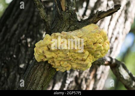 Bracket Fungus Laetiporus sulfureus Huhn-aus-dem-Wald Nahaufnahme. Großer gelber Pilz wächst auf Baumstamm. Stockfoto