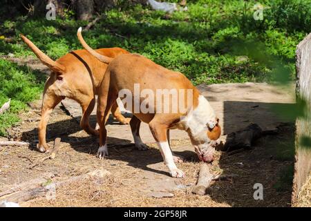 Amerikanischer Pit Bull, der im Hof herumspielt. Hochwertige Fotos Stockfoto