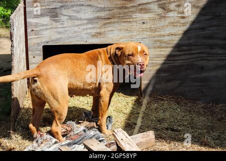 Amerikanischer Pit Bull, der im Hof herumspielt. Hochwertige Fotos Stockfoto